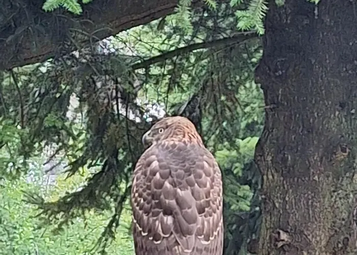 Ferienwohnung Graefendhron * Grafendhron